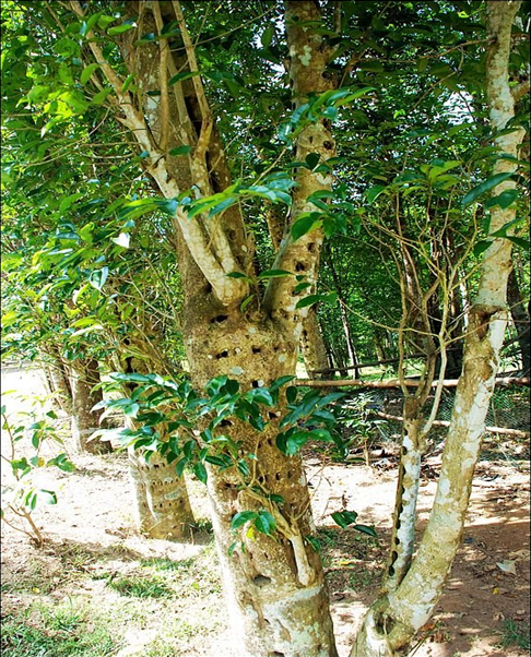 别名土沉香,牙香树,女儿香,莞香,香树,主要分布在印度,印度尼西亚